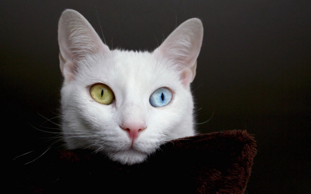 White cat blue eyes brown #2 free wallpaper for desktop - medium preview image