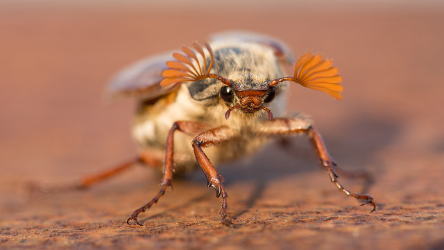 Bug dirt sand blurry sunset free wallpaper for desktop - medium preview image