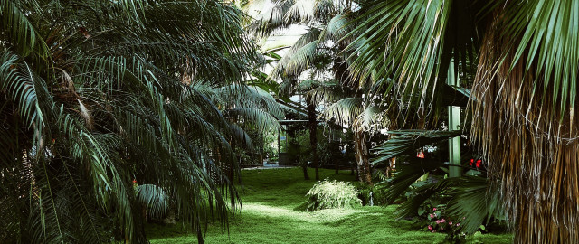 Lush green forest field plants free wallpaper for desktop - medium preview image