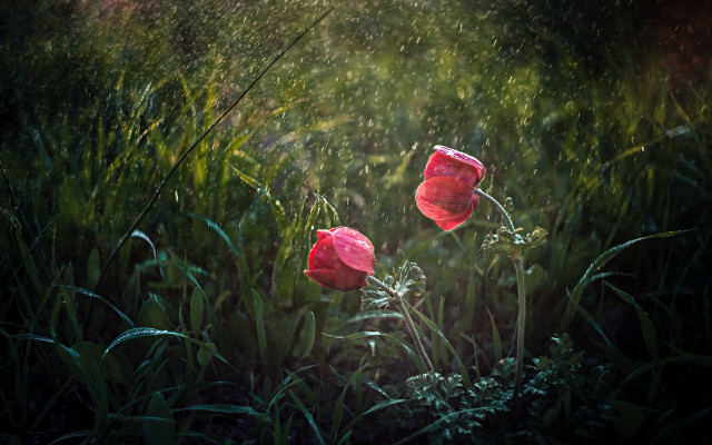 Red flowers grassy field water free wallpaper for desktop - medium preview image