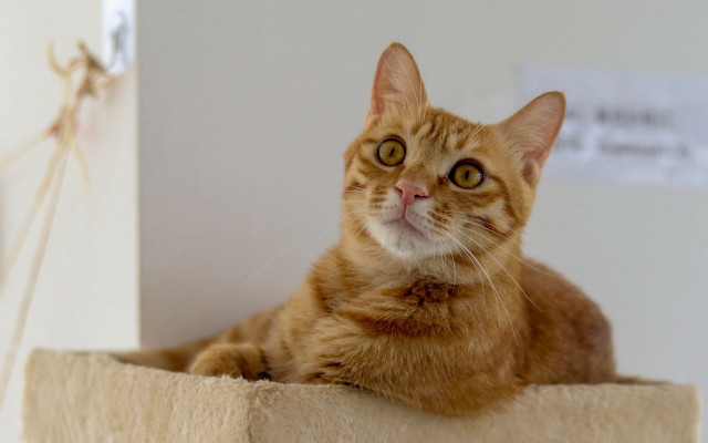 Cat wall clock twine outdoors free wallpaper for desktop - medium preview image