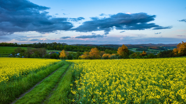 Yellow flower field dirt path free wallpaper for desktop - medium preview image