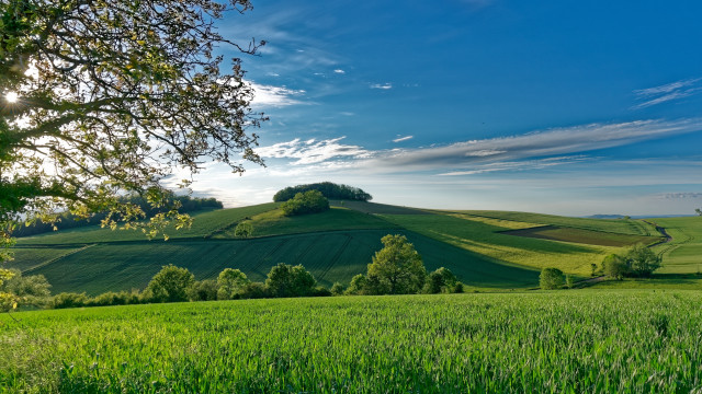 Green field tree hill background free wallpaper for desktop - medium preview image