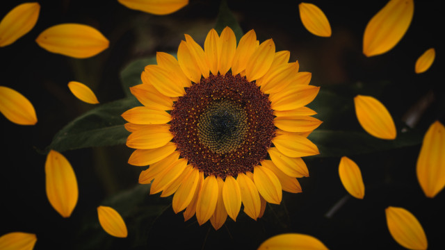 Large sunflower yellow leaves black free wallpaper for desktop - medium preview image