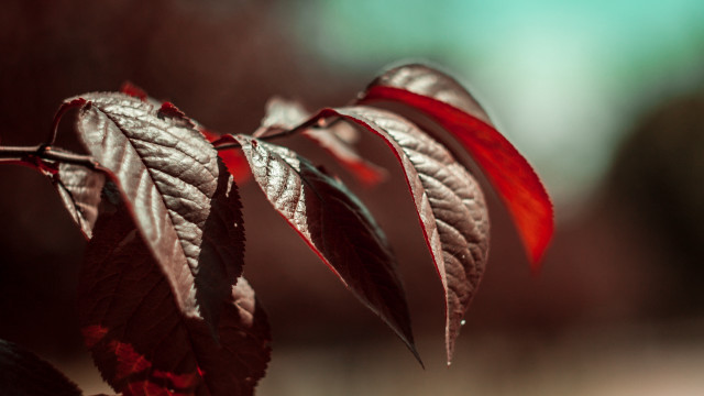 Red leaf macro shallow depth free wallpaper for desktop - medium preview image