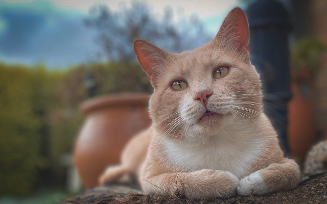 Cat rock looking up shallow free wallpaper for desktop - medium preview image