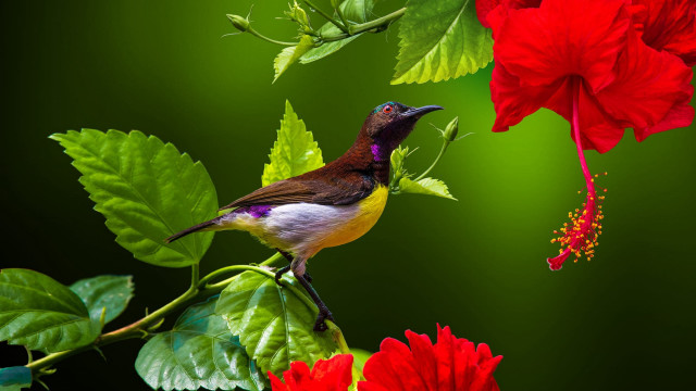 Bird red flower green background free wallpaper for desktop - medium preview image