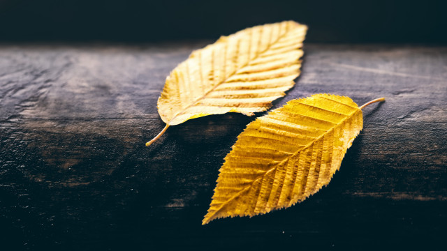 Yellow leaves black background white free wallpaper for desktop - medium preview image