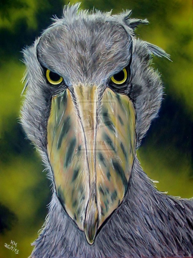 Bird beak yellow eyes red free wallpaper for mobile - medium preview image