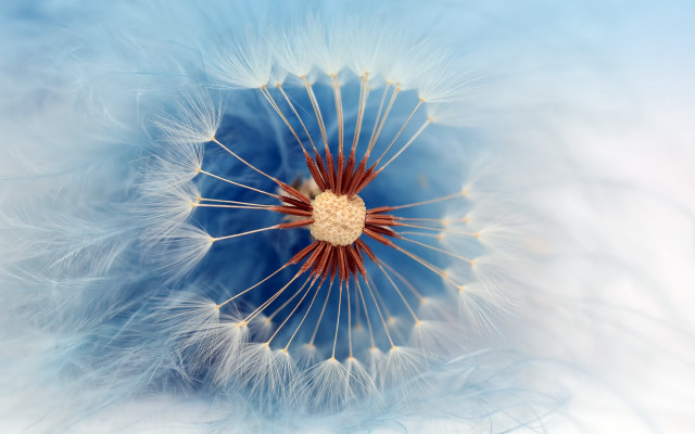 Dandelion blue center feathers macro free wallpaper for desktop - medium preview image