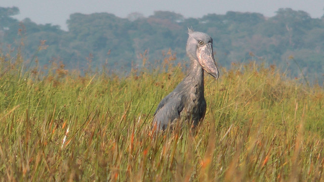 Bird field grass trees background free wallpaper for desktop - medium preview image