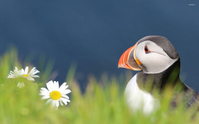 Puffy bird long beak grass free wallpaper for desktop - medium preview image