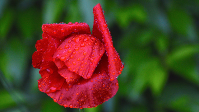 Red flower water droplets green #7 free wallpaper for desktop - medium preview image