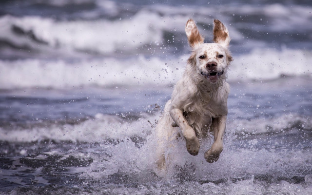 Dog water frisbee wave outdoors free wallpaper for desktop - medium preview image