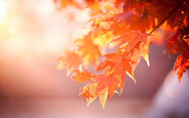 Tree orange leaves autumn dusk free wallpaper for desktop - medium preview image