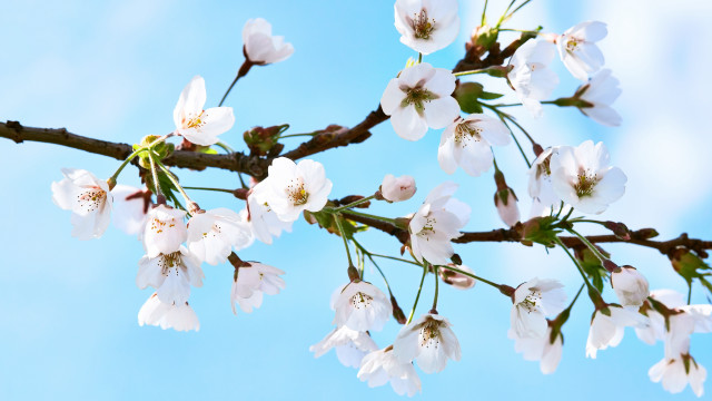 White flowers branch blue sky #2 free wallpaper for desktop - medium preview image