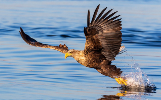Bird landing water wings spread free wallpaper for desktop - medium preview image