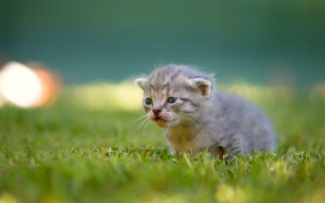 Kitten grass impressionism tiltshift blurry free wallpaper for desktop - medium preview image