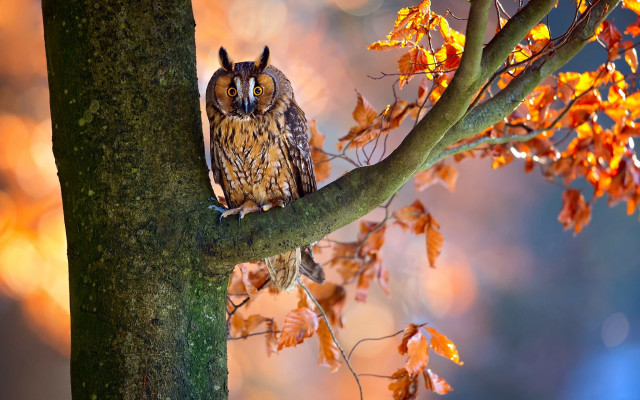 Owl fall forest leaves burns free wallpaper for desktop - medium preview image