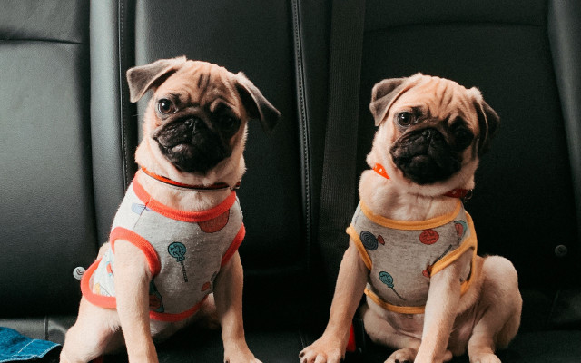 Two pugs sweaters harnesses back free wallpaper for desktop - medium preview image