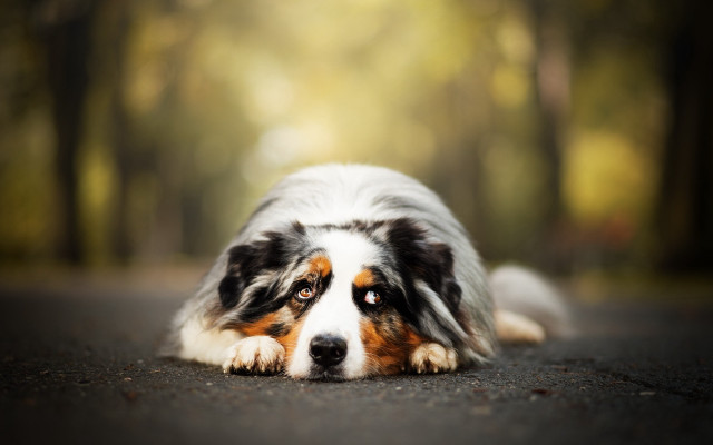 Shiba inu dog road blurry free wallpaper for desktop - medium preview image