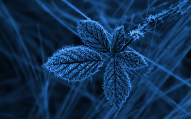 Blue leaf nature macro forest free wallpaper for desktop - medium preview image