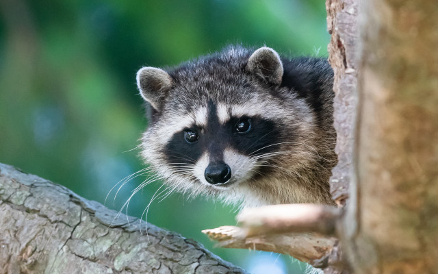 Raccoon tree branch blurry background free wallpaper for desktop - medium preview image