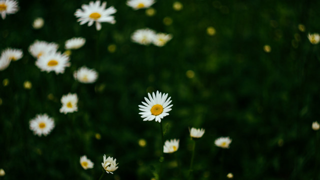 Daisy field green nature blurry free wallpaper for desktop - medium preview image