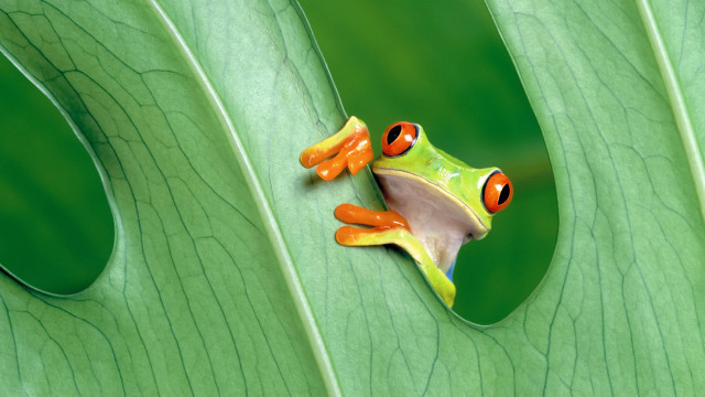 Frog orange eyes green leaf free wallpaper for desktop - medium preview image