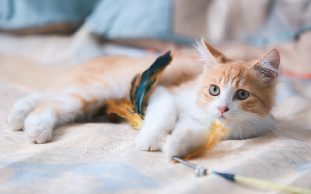 Cat toy feather blue arts free wallpaper for desktop - medium preview image