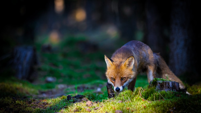 Fox woods grass log wildlife free wallpaper for desktop - medium preview image