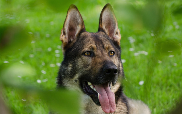 German shepherd laying grass blurry free wallpaper for desktop - medium preview image