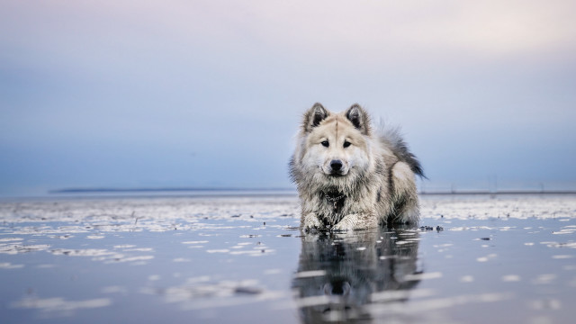 Dog beach water sky clouds free wallpaper for desktop - medium preview image