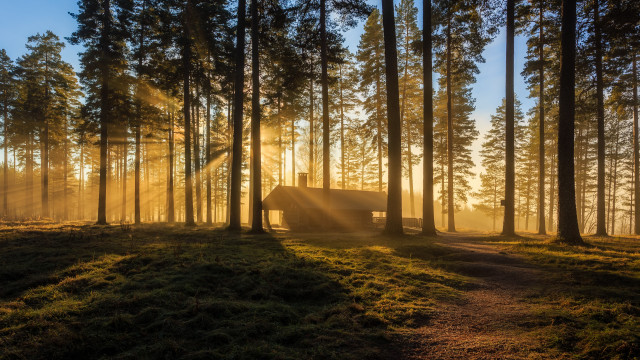 Forest path cabin sunrays magic free wallpaper for desktop - medium preview image