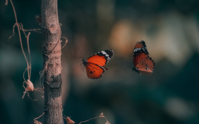 Butterflies flying forest branch macro free wallpaper for desktop - medium preview image