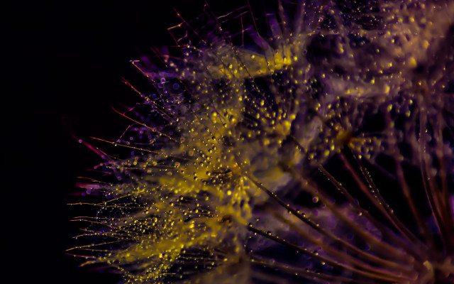 Dandelion microscopic macro city night free wallpaper for desktop - medium preview image