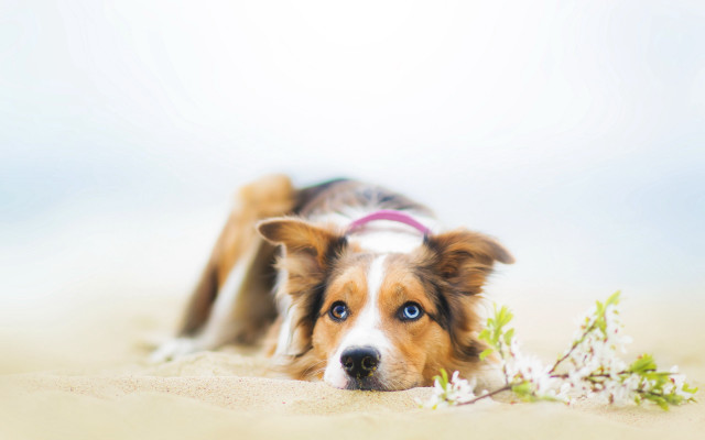 Dog flower shiba inu bluish free wallpaper for desktop - medium preview image