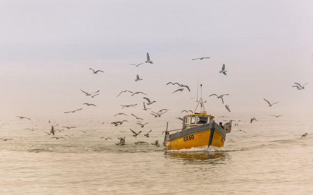 Boat seagulls yellow hull art free wallpaper for desktop - medium preview image