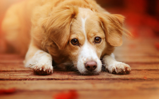 Dog sad eyes photorealism animal free wallpaper for desktop - medium preview image