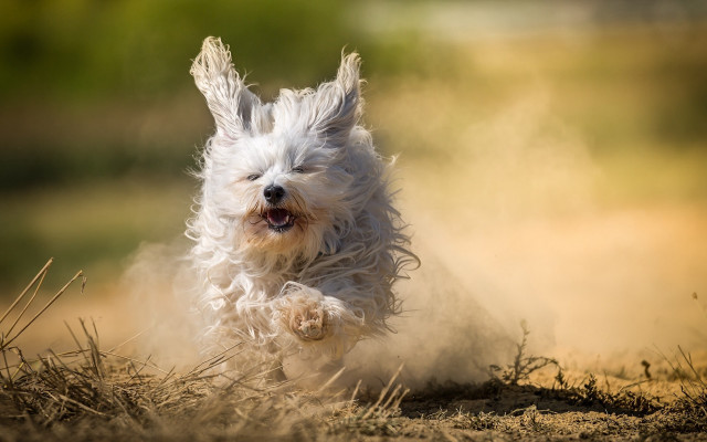 Small white dog running field #2 free wallpaper for desktop - medium preview image