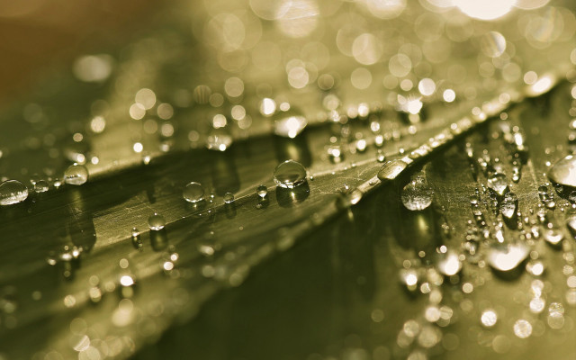 Leaf water droplets bokeh christmas free wallpaper for desktop - medium preview image