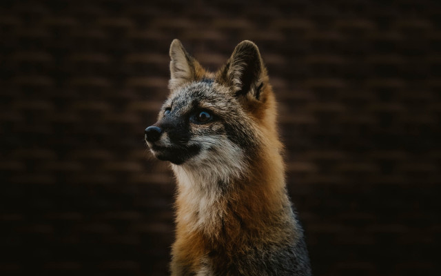Fox closeup brickwall portrait animalphotography free wallpaper for desktop - medium preview image