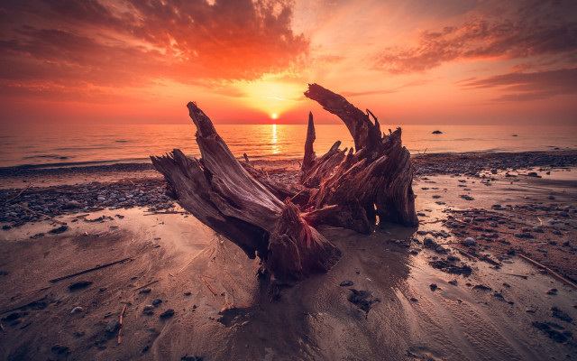 Tree stump beach sunset water free wallpaper for desktop - medium preview image