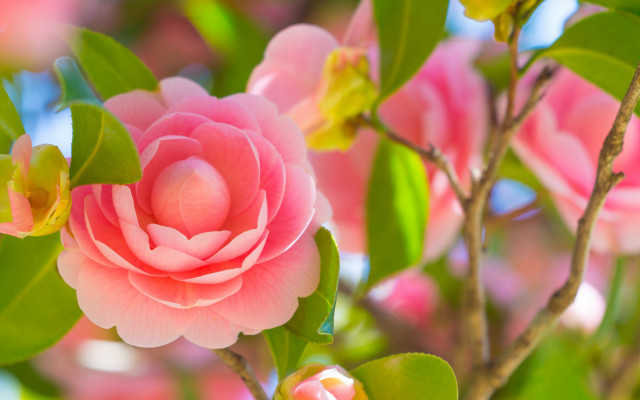Pink flower blooming branch leaves free wallpaper for desktop - medium preview image