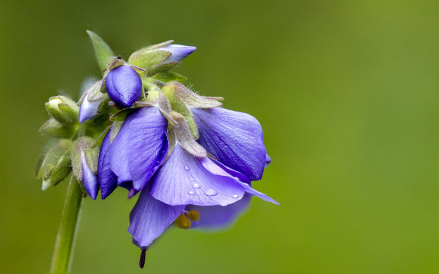 Purple flower water droplets macro #28 free wallpaper for desktop - medium preview image