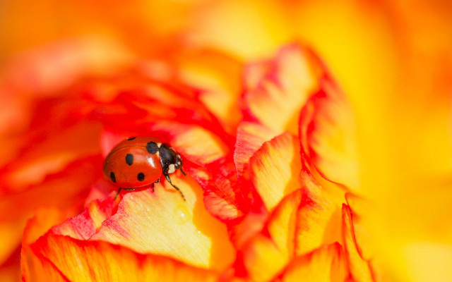Ladybug yellowflower garden autumn macro free wallpaper for desktop - medium preview image