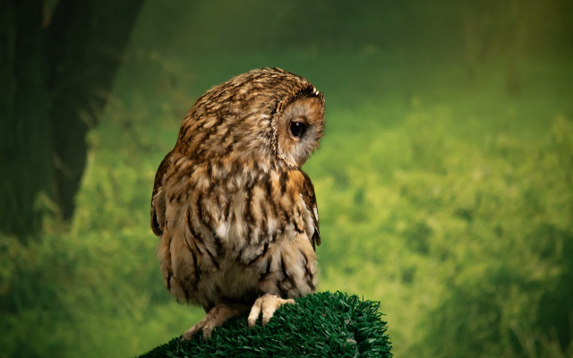 Small owl green ball grass free wallpaper for desktop - medium preview image