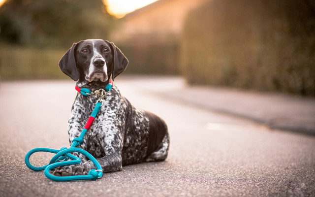 Dog leash street house blurry free wallpaper for desktop - medium preview image