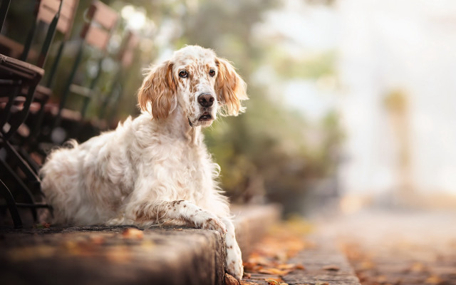 Dog bench fall leaves #2013 free wallpaper for desktop - medium preview image