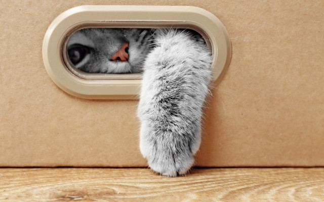 Cat peeking cardboard box paw free wallpaper for desktop - medium preview image